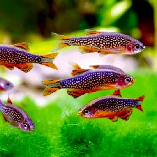 Celestichthys margaritatus, Galaxy rasbora - Danio Galaxy M